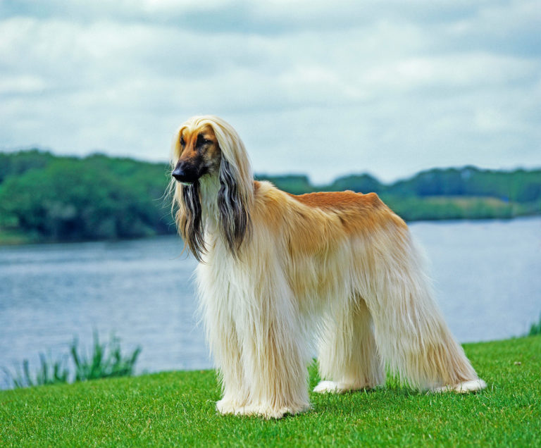 Een van de grootste hondenrassen creme kleur Afghaanse windhond staat op gras voor grote vijver