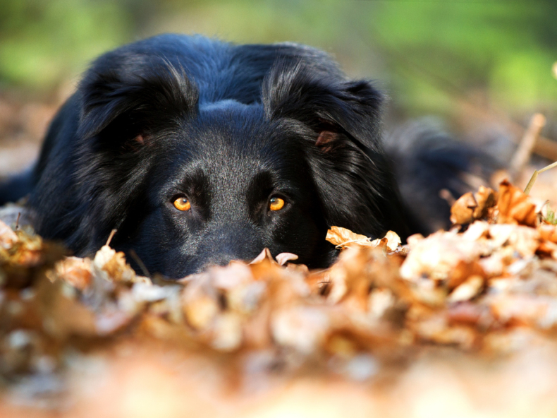 zwarte australische herdershond ligt rustig op herfstbladerdek in bos