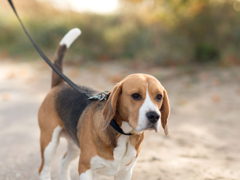 Hond met dementie ligt in het gras|Oudere hond beagle op wandel om dementie tegen te gaan