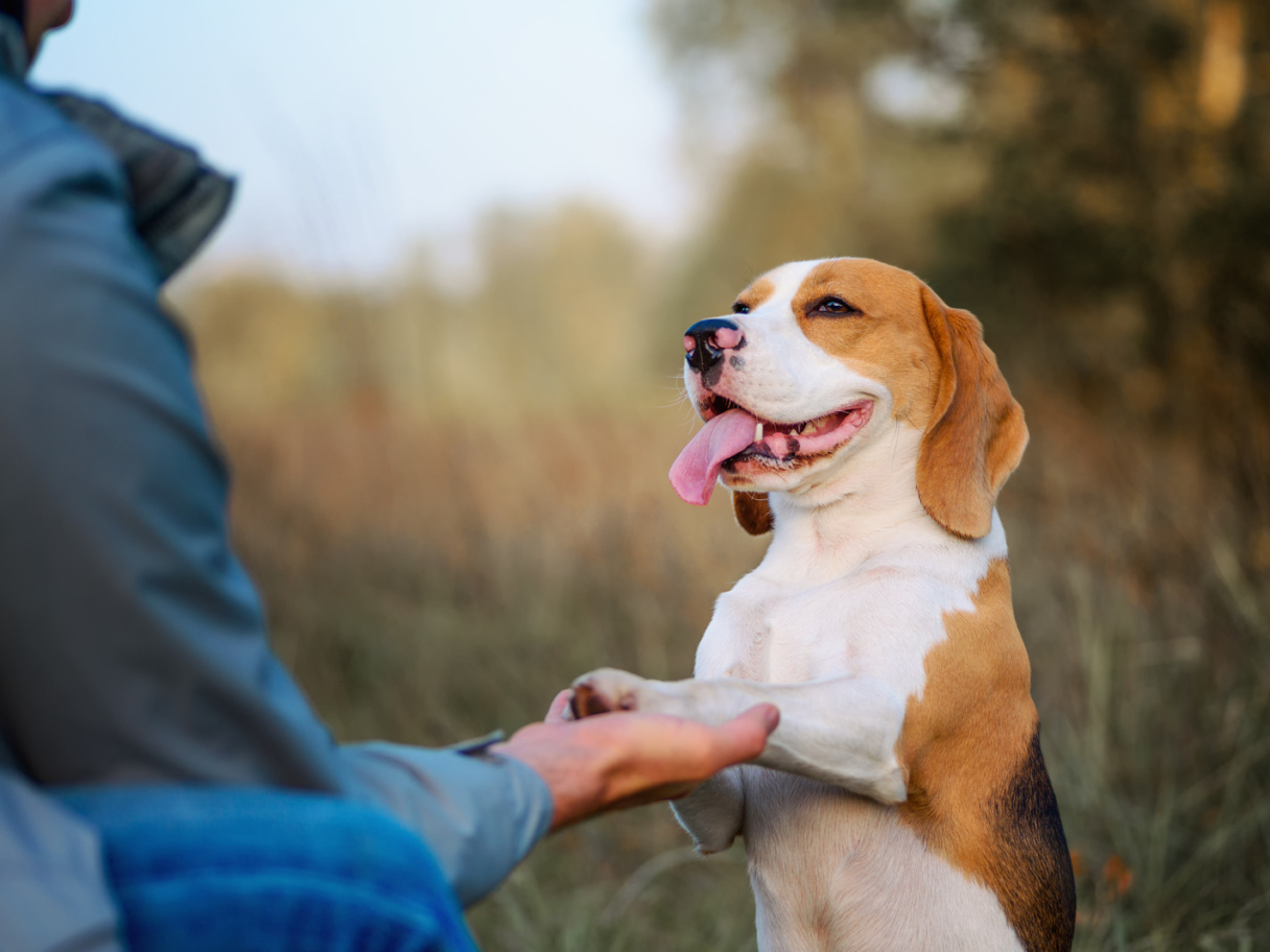 Blije beagle staat op achterpoten en geeft pootje aan baasje zonder pijn van vetbult