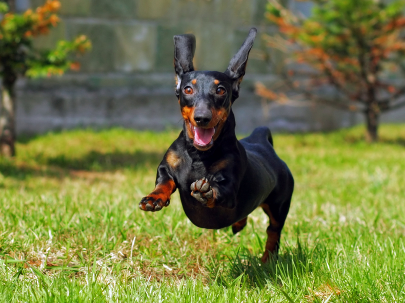 Teckel hond is blij en gezond dankzij zalmolie