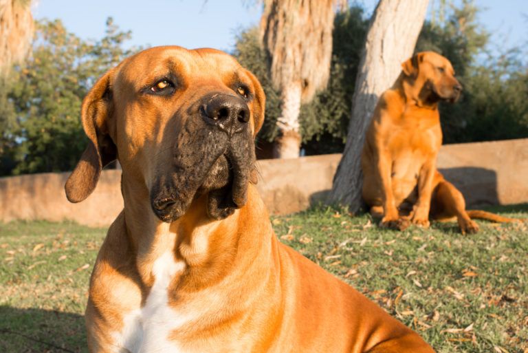 Twee boerboel honden zitten in de zon en leunen tegen boom