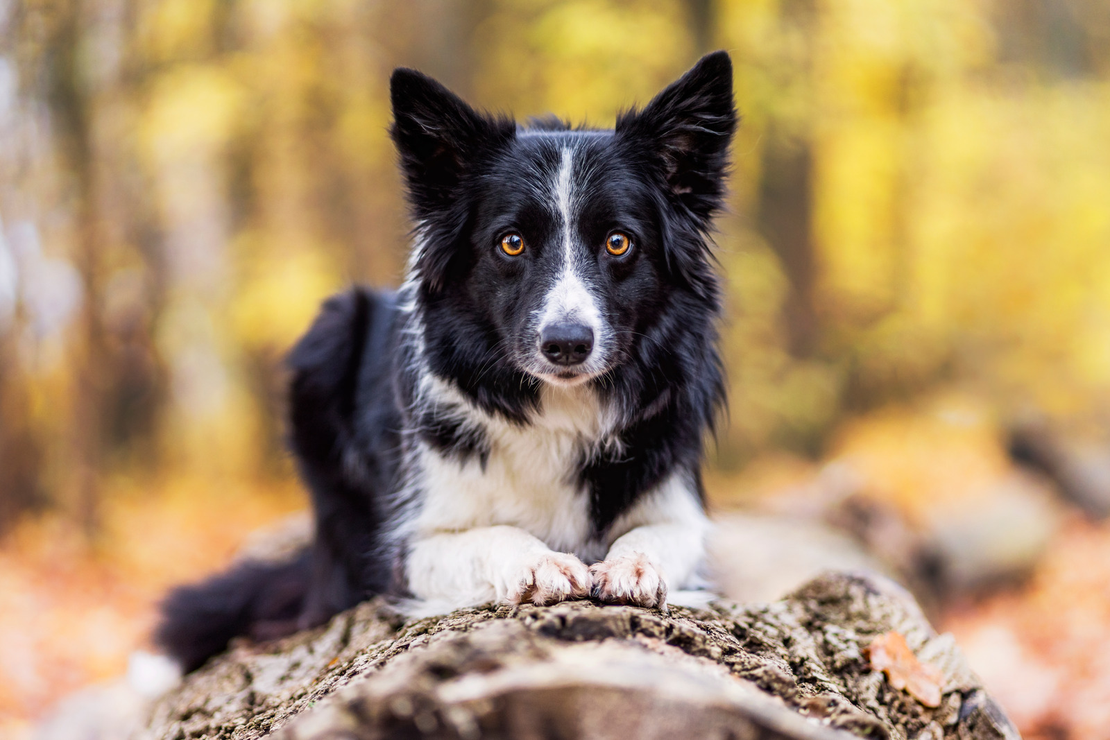 Slimme hond bordercollie ligt op boomstam en kijkt in camera