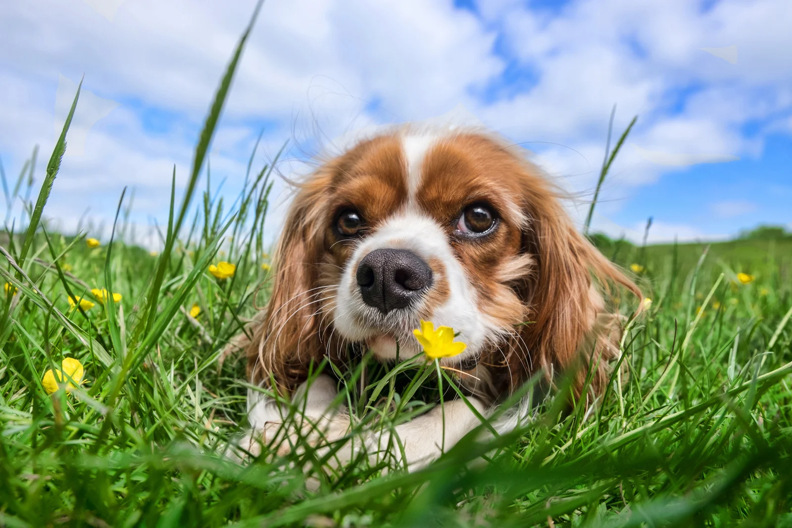 Cavalier king charles hond ligt in gras met blauwe hemel en wolken op achtergrond