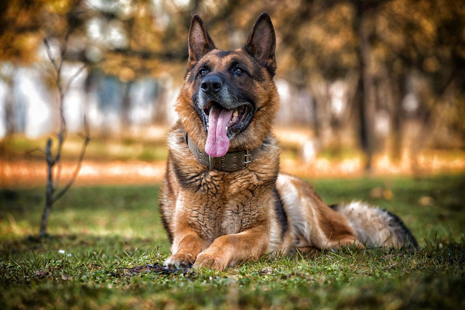 Bruine Duitse herder kijkt slim in de camera en ligt op gras