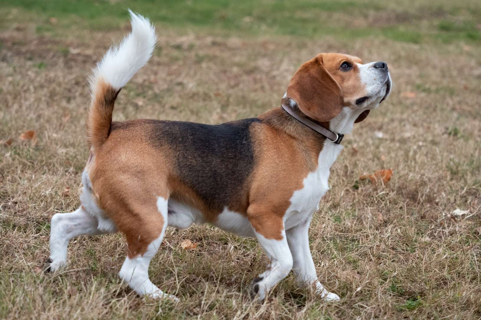 Een Beagle in een park