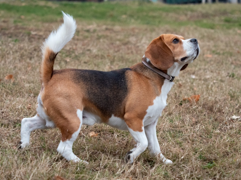 Een beagle die zijn behoefte doet in het park