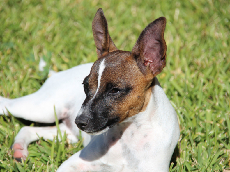 witbruine hond na sterilisatie ligt op gras
