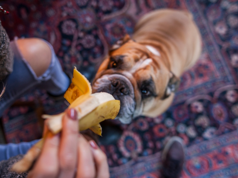 Engelse buldog hond eet banaan