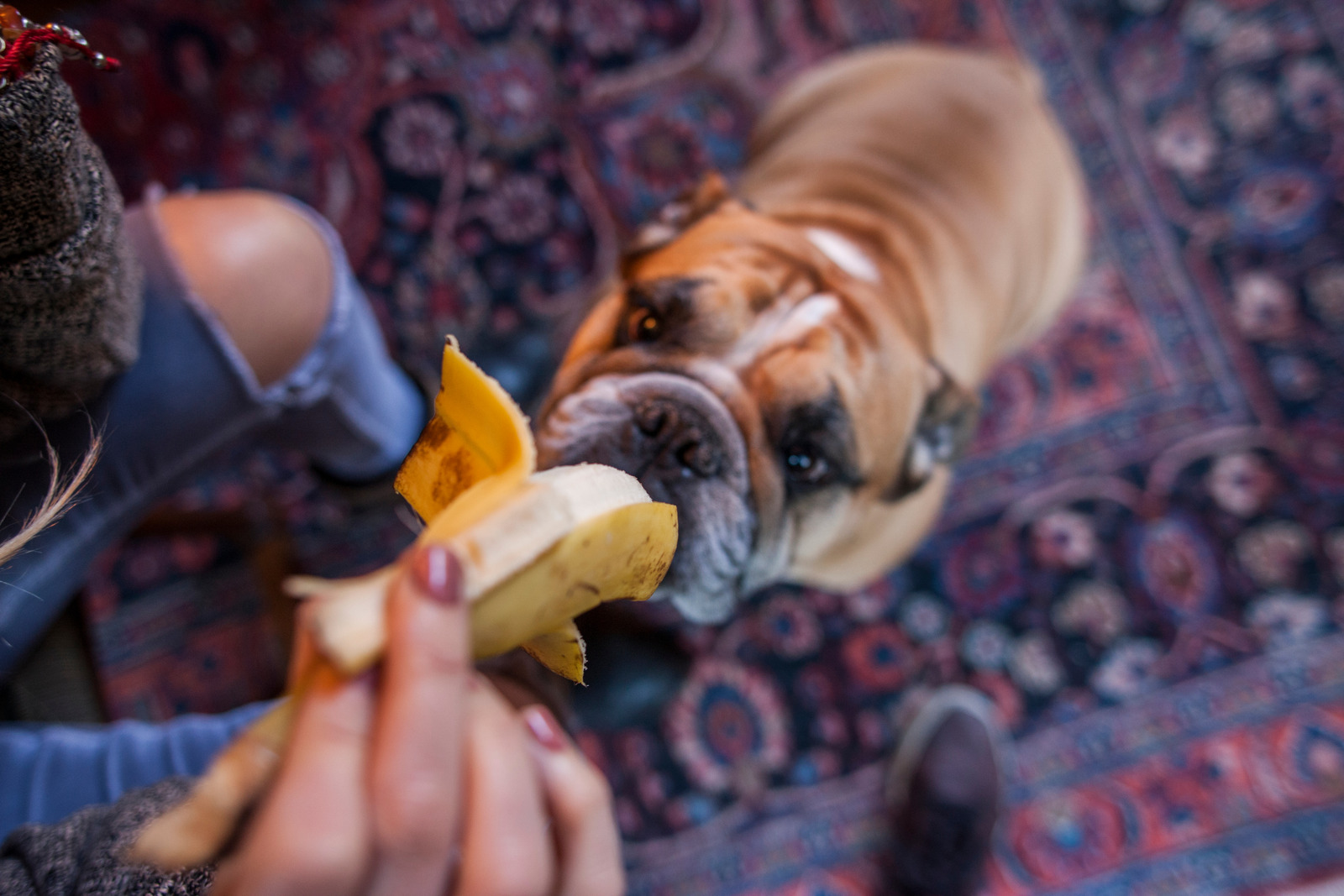 Engelse buldog hond eet banaan