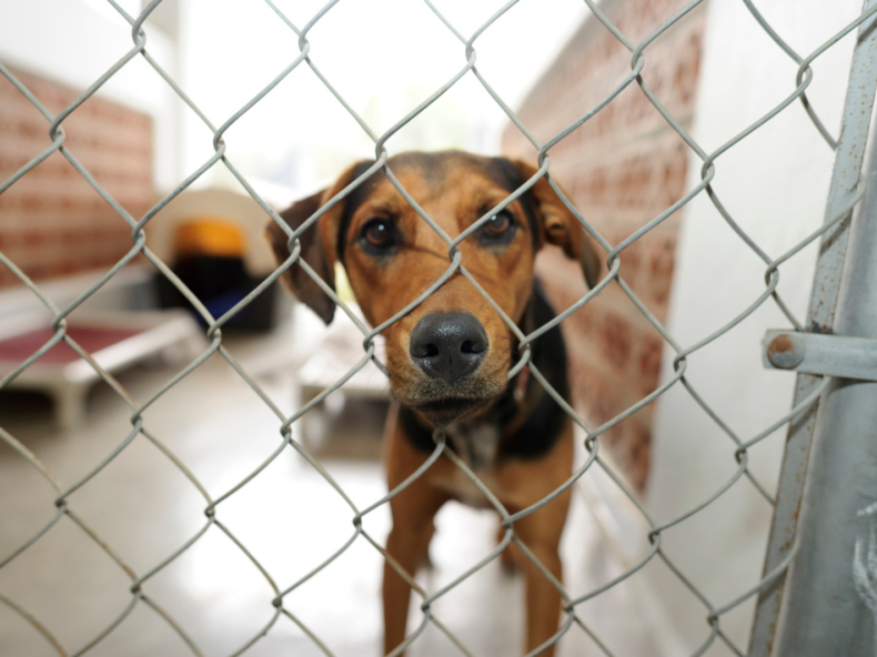 Man knuffelt met bruine hond op tapijt op wereld hondendag|Hond in dierenasiel kijkt door hekken
