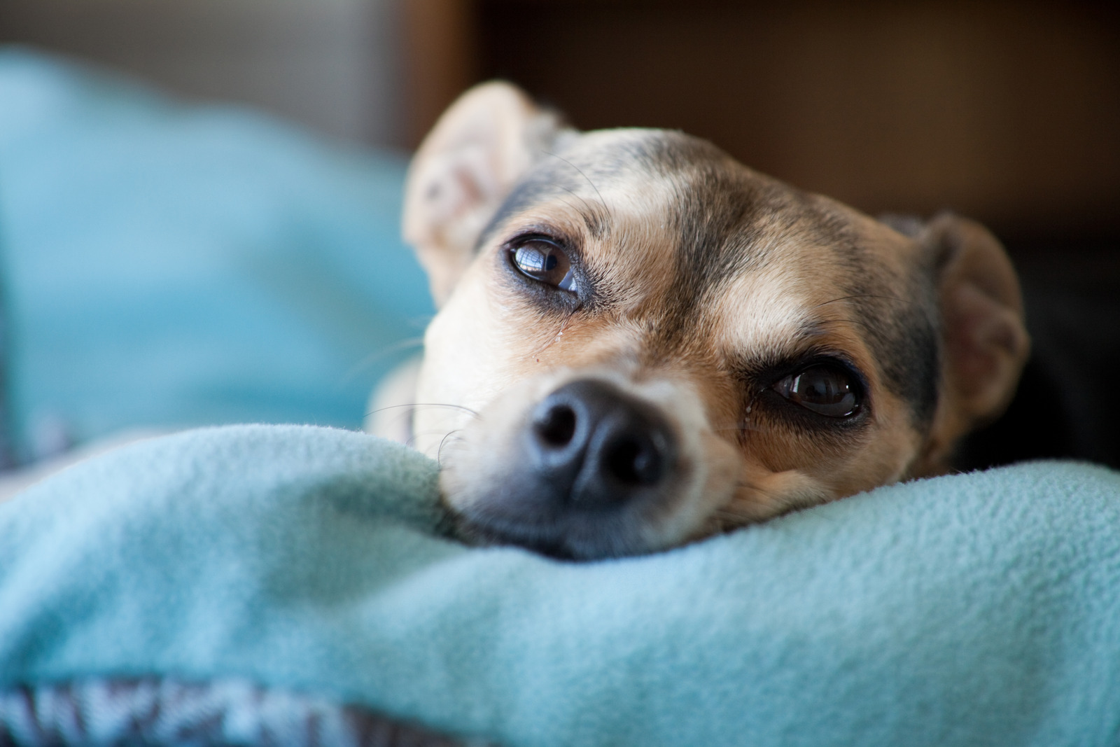 Bruine labrador ligt op tafel van dierenarts om te castreren|Closeup van hond die ligt met kop op blauwe deken om te rusten na castratie en kijkt in camera