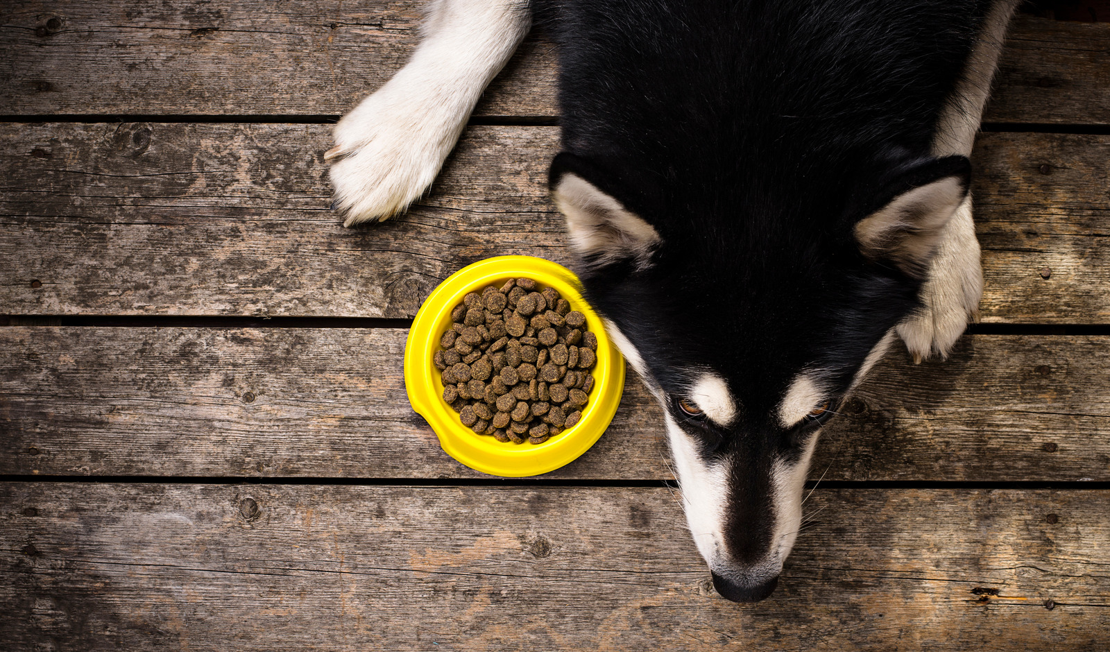 Allergie bij hond beagle die aan zijn poot bijt van de jeuk|Zwarte husky met voedselallergie ligt op houten vloer met brokjes in geel bakje naast zijn kop