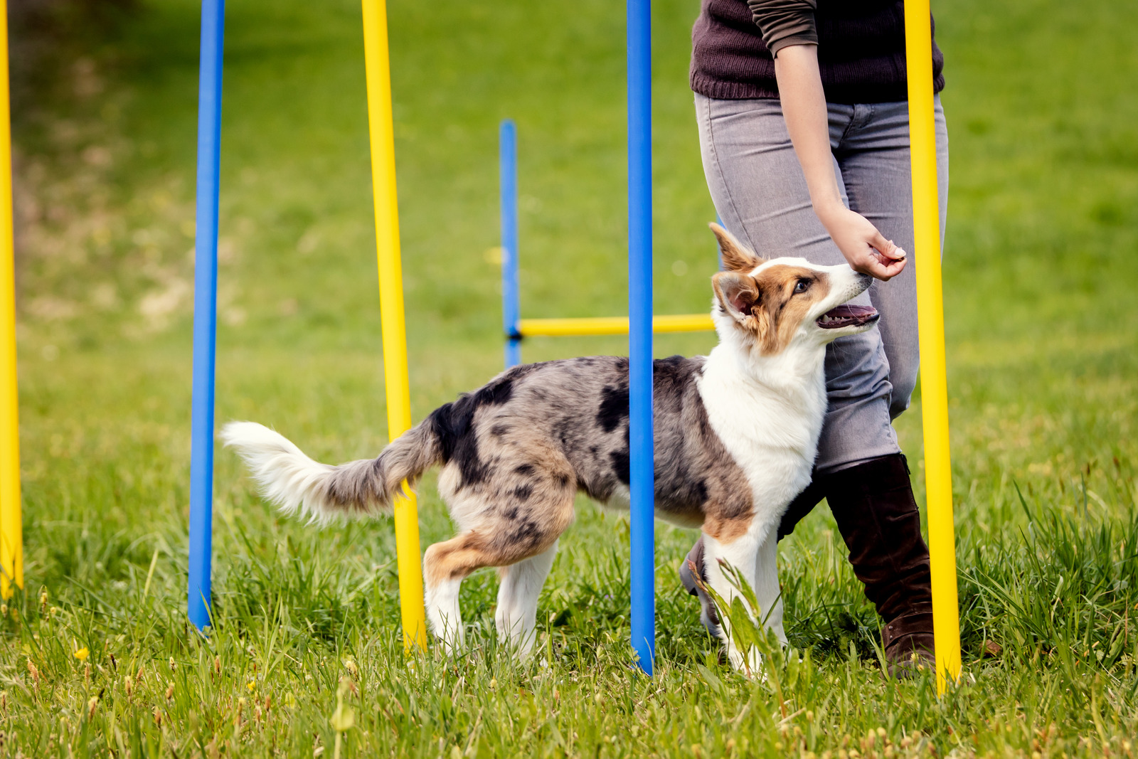 Hond in hondenschool tijdens agility training