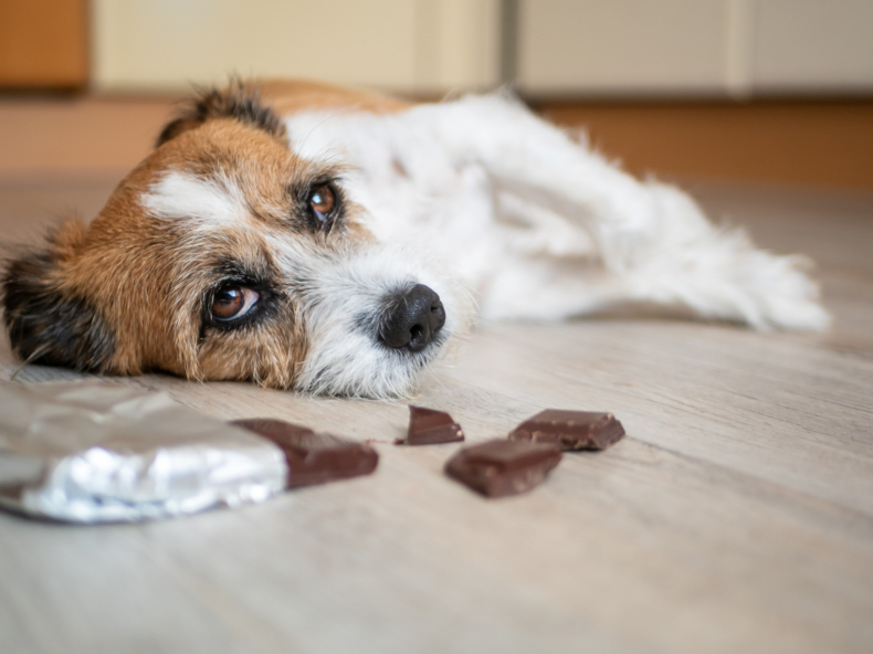 droevige hond ligt in de living|droevige hond ligt op de grond|hond met ongezond fruit voor zijn neus|Jackrussel ligt ziek op de grond naast gevaarlijkste voeding chocolade
