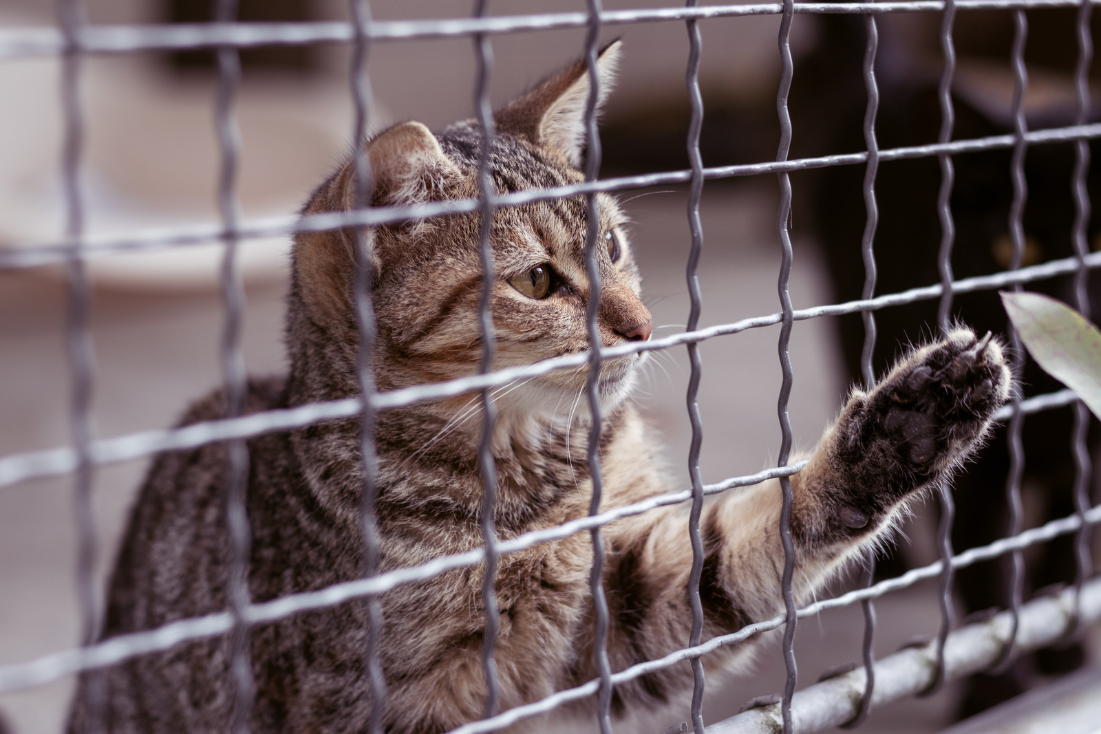 Bruine kat om te adopteren zit in een kooi in het asiel