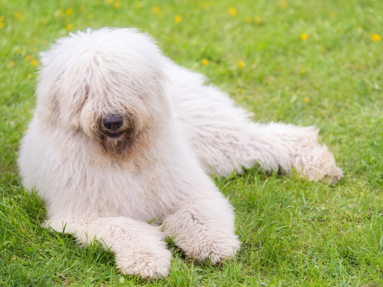 Golden retriever met gezonde hondenvacht ligt op de grond met tong uit de mond en huis en struik op de achtergrond|