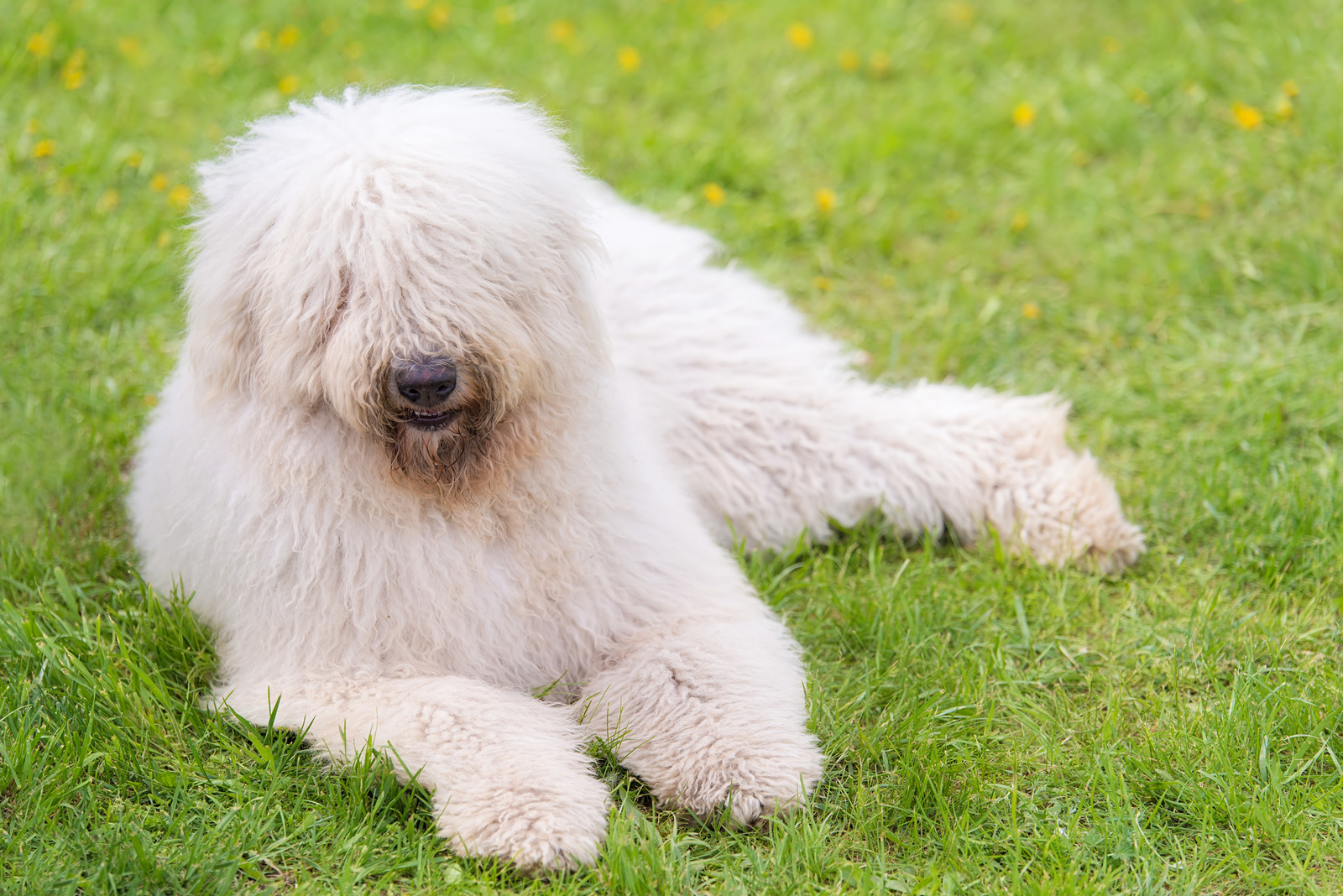 Golden retriever met gezonde hondenvacht ligt op de grond met tong uit de mond en huis en struik op de achtergrond|
