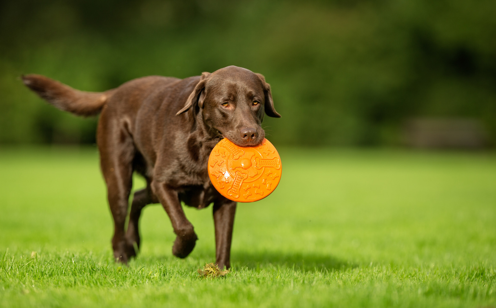 Bruine labrador loopt door gras met oranje frisbee in zijn mond