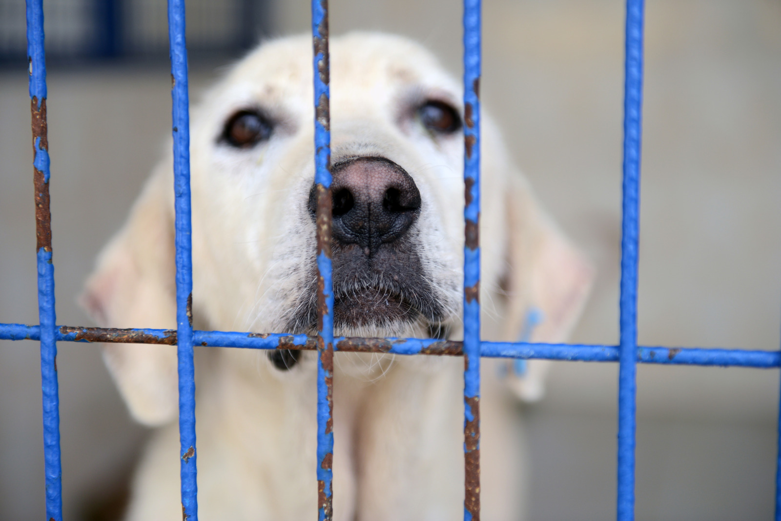 Labrador hond in asiel achter blauwe tralie