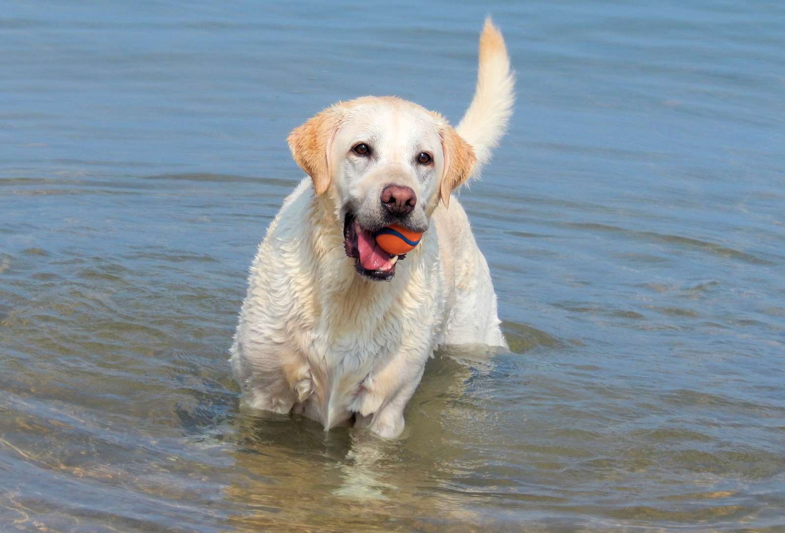 Labrador aan het spelen in het water