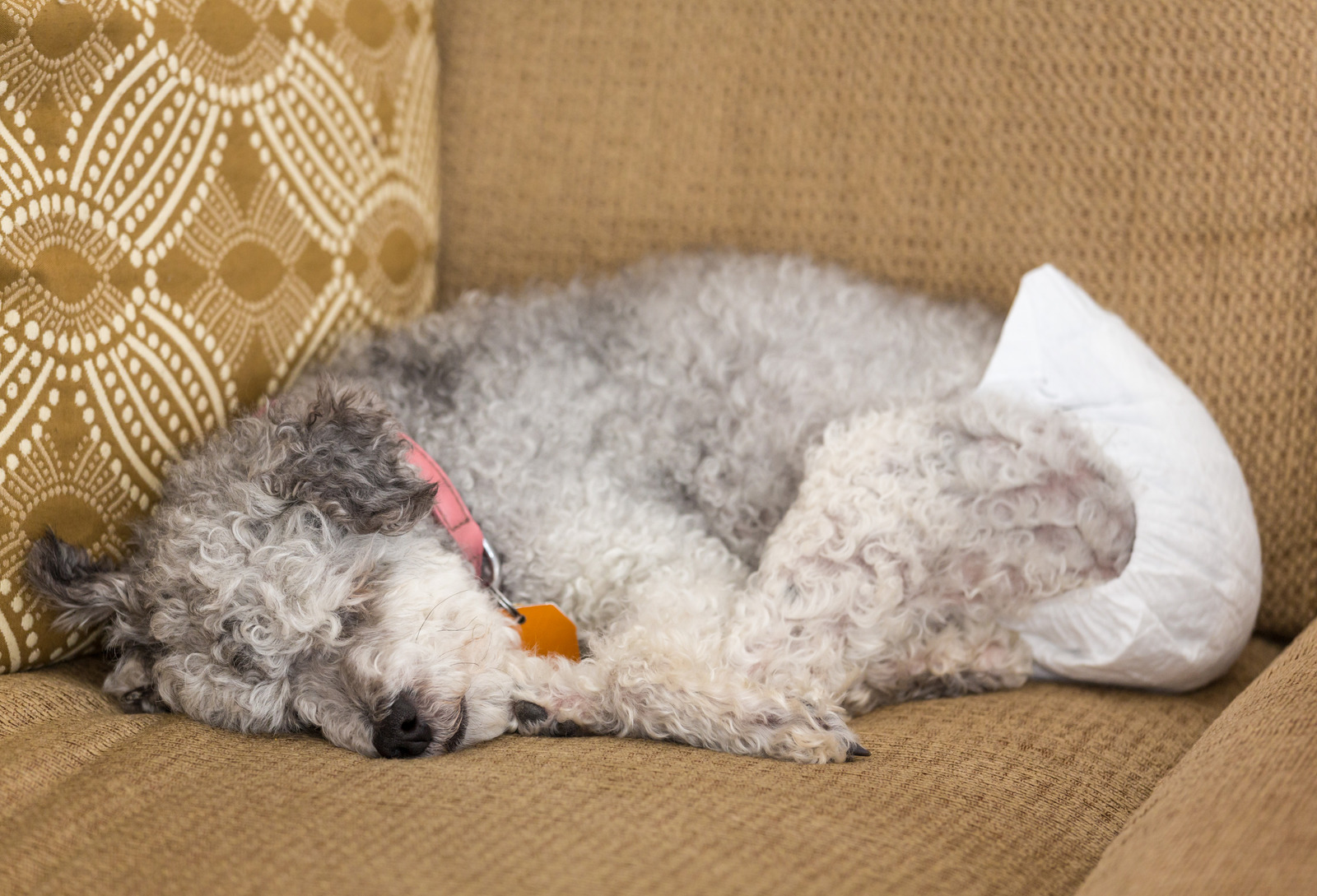 Hond met eerste loopsheid maakt zichzelf schoon en ligt op beige vloer|Grijze hond in eerste loopsheid draagt een pamper en slaapt op beige zetel