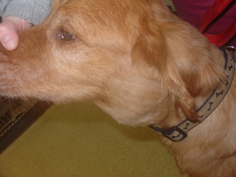 Hoe kan ik een tumor bij mijn hond herkennen? - Just Russel