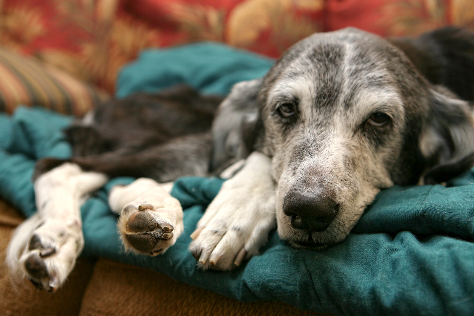 Dierenarts onderzoekt labrador hond met ziekte die neerligt|Oude grijze hond ligt op blauw dekentje en kijkt triest in de camera door pijn van artrose