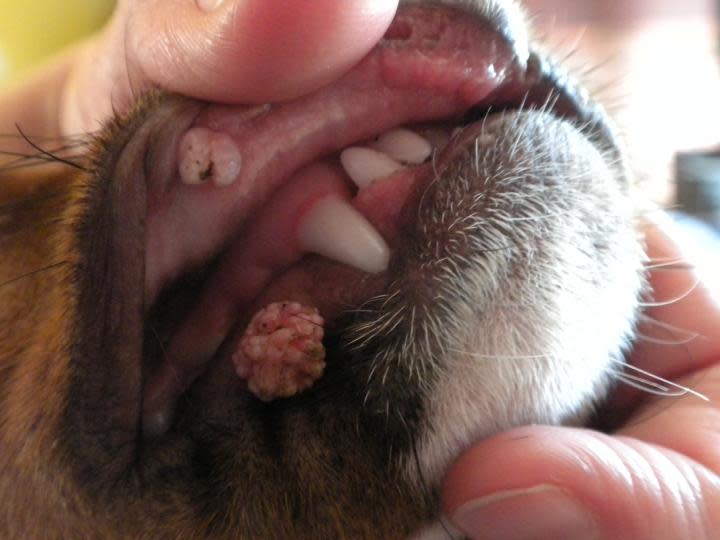 Jackrussel hond ligt op teddy stof wit kussen op de grond en kijkt verdrietig omdat hij een tumor heeft|Osteosarcoom op de linker voorpoot van een dalmatiër|Zwart melanoom op de huid van een hond|Roze mastceltumor op de huid van een witte hond||Golden retriever met gezwollen hals door lymfoom|Rode ronde hystiocytoom op de geschoren huid van een geschoren|Grote bruinroze melkkliertumor op de buik van een hond|Papilloom in de mond van een hond