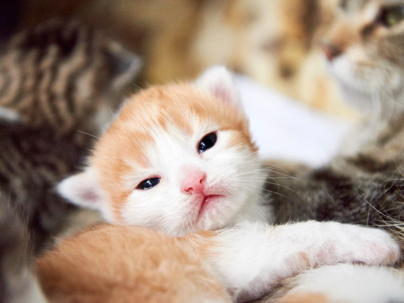 Bruine kat na bevalling met kitten|Rode pasgeboren kittens na bevalling kat