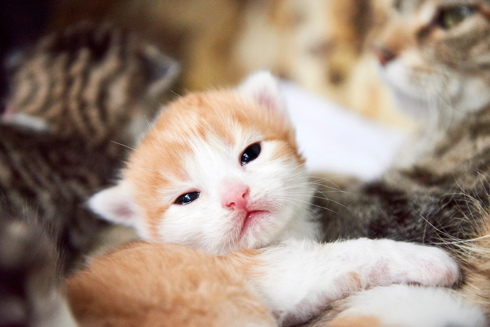 Bruine kat na bevalling met kitten|Rode pasgeboren kittens na bevalling kat
