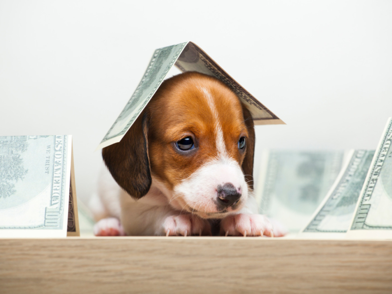 Hoeveel kost een hond? Puppy met geld ligt op tafel