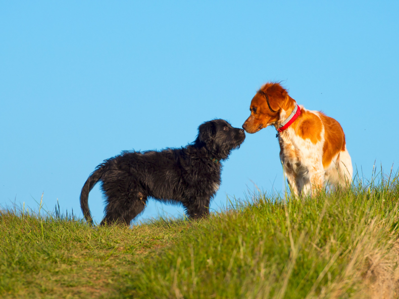 Kleine bruine hond loopt weg op straat|Honden zijn weggelopen om te paren en ruiken aan elkaar op heuvel met gras en blauwe hemel