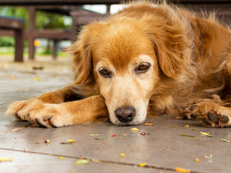 Amandelen die een hond beter niet mag eten|Bruine hond ligt ziek op de grond na eten van amandelen