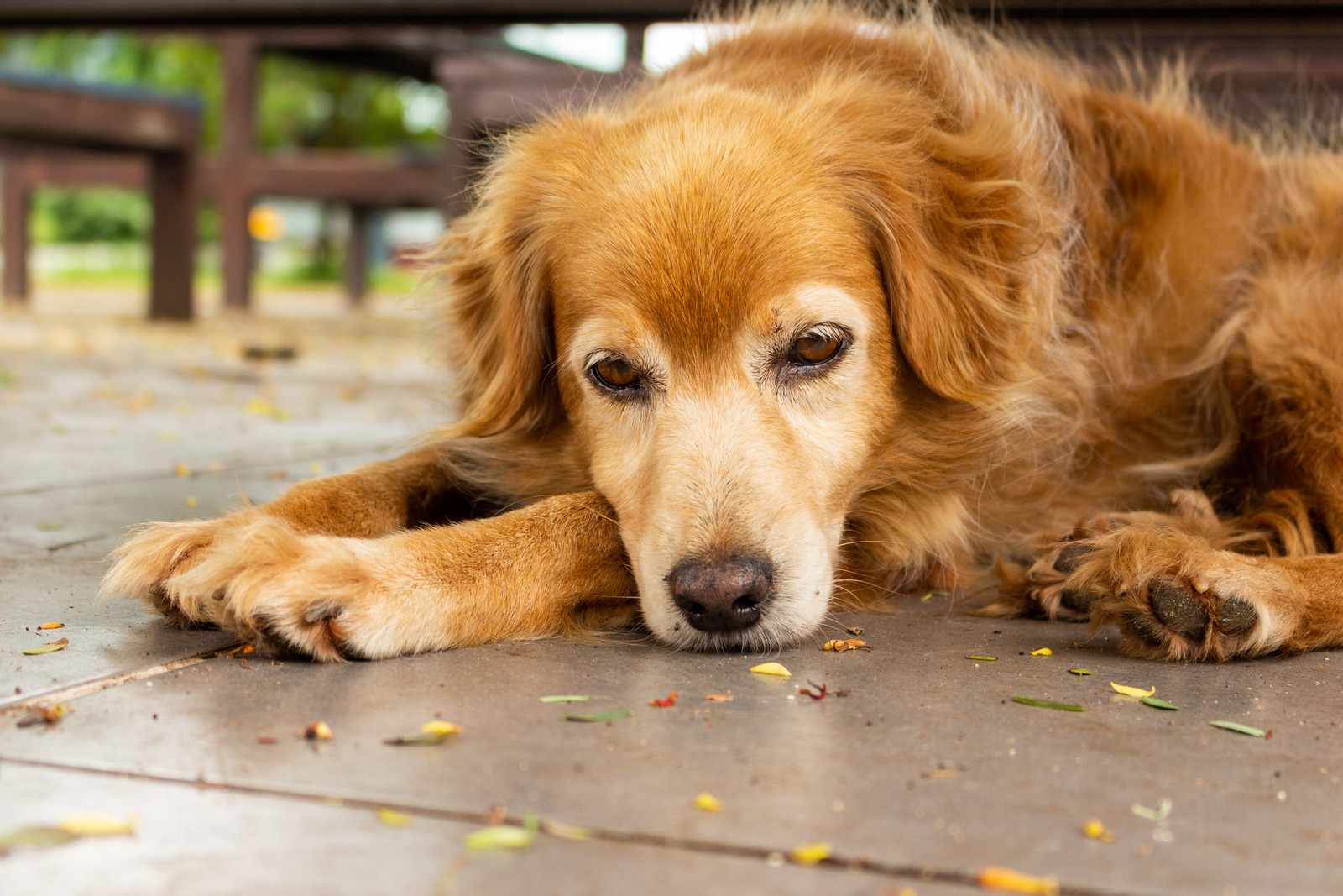 Amandelen die een hond beter niet mag eten|Bruine hond ligt ziek op de grond na eten van amandelen