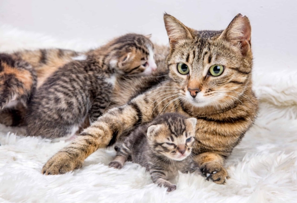 Grijze kat is net bevallen van 4 gezonde kittens