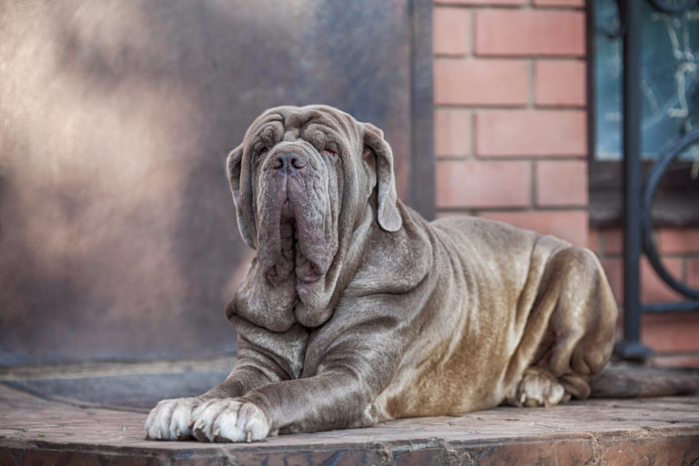 Rustige hond Mastino Napoletano ligt op de grond voor de deur