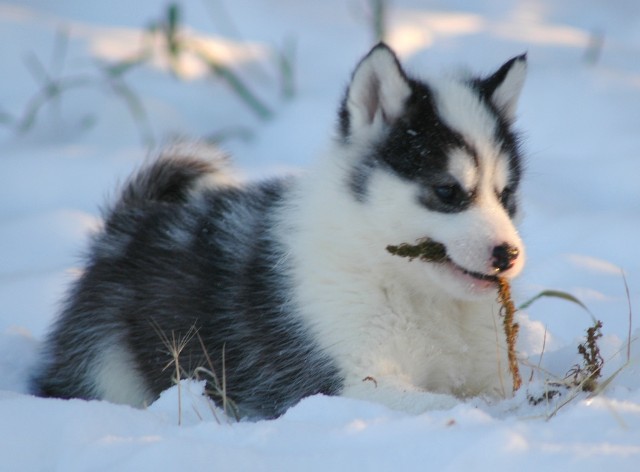 Canadese eskimhond in de sneeuw