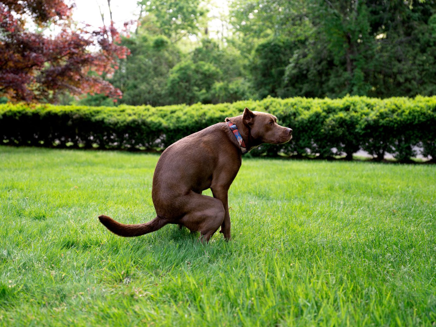 Labrador laat oranje ontlasting achter in het gras