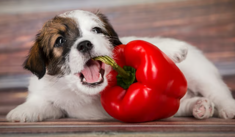 Hond met paprika