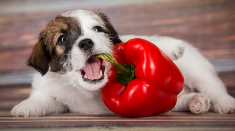 Hond met paprika