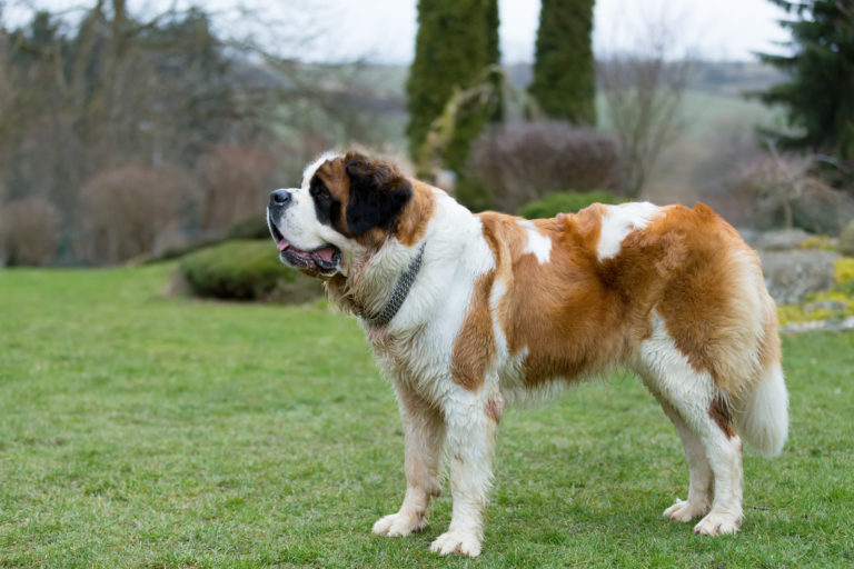 Sint-bernard hond staat in tuin in de herfst