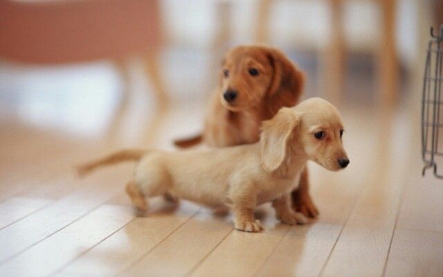 Twee langharige Teckel puppies