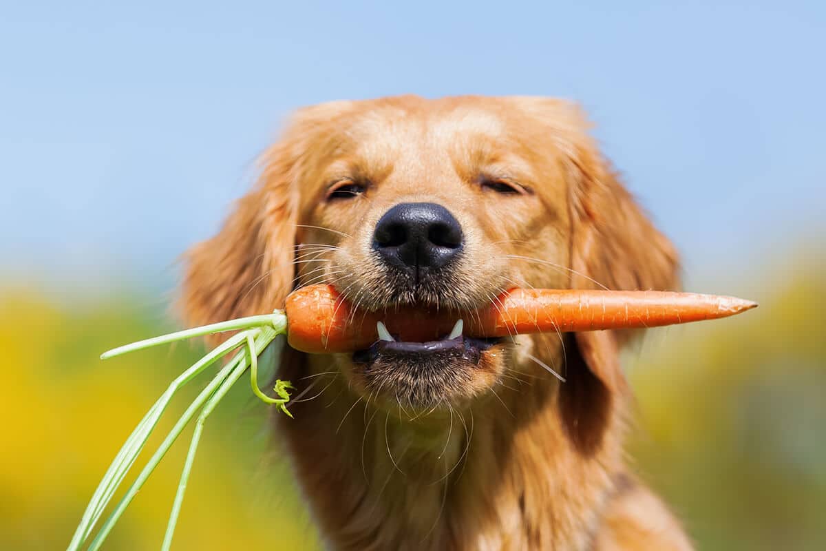 Hond heeft wortel in zijn bek