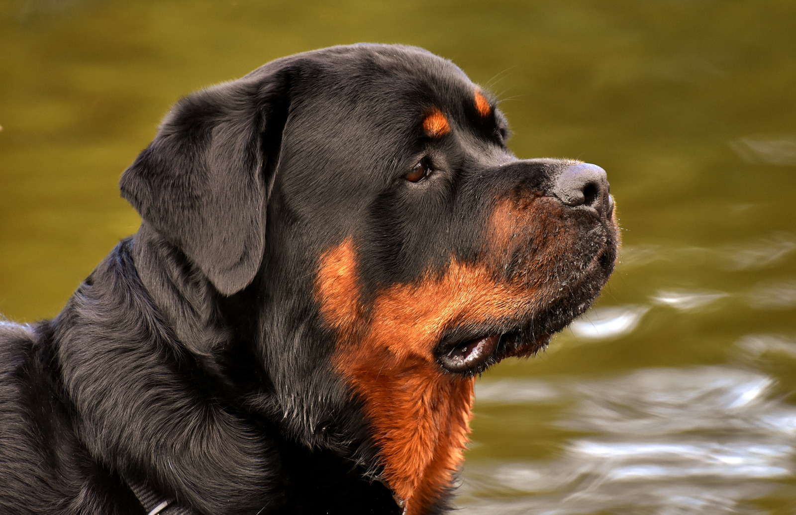 Rottweiler staart voor zich uit