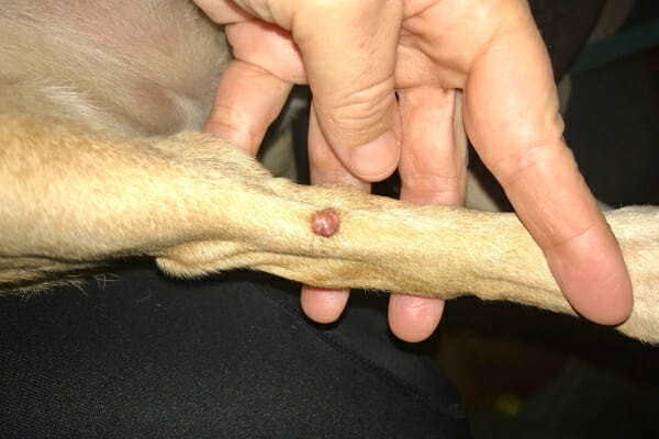 Engelse pointer hond met plotselinge bult ligt triest op beige zetel|Hand duwt lippen hond opzij en toont plotselinge bulten.|Cyste door verstopte talgklier op de poot van een hond