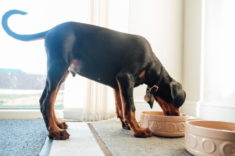 Dobermann eet zijn graanvrije hondenbrokken op