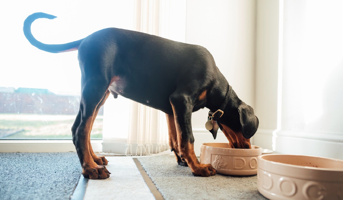 Dobermann eet zijn graanvrije hondenbrokken op