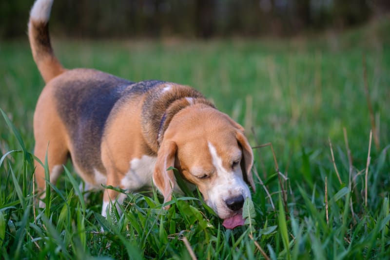 Beagle eet gras in een veld