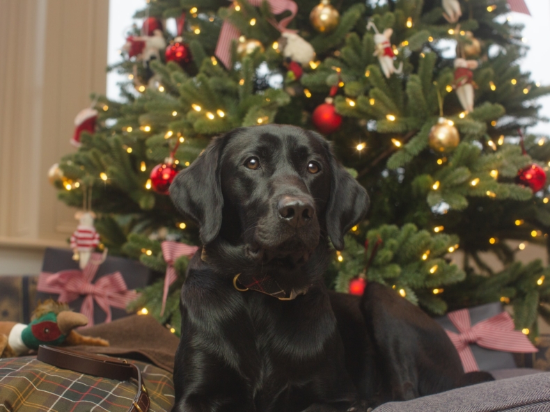 Een hond die voor de kerstboom ligt